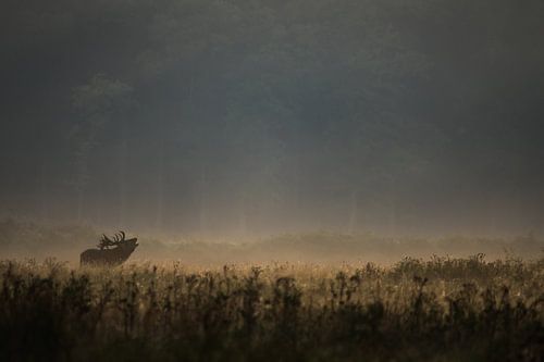 Edelhert bij ochtendgloren