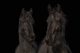Cheval frison, couleur et noir et blanc. Friesian.