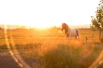 Cheval islandais au soleil de minuit