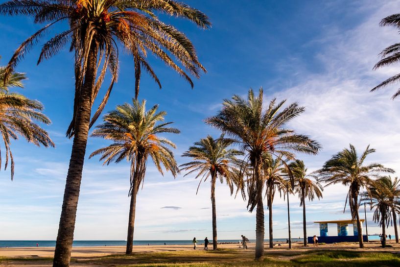 Date palms on beach by Dieter Walther