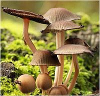 Paddestoelen