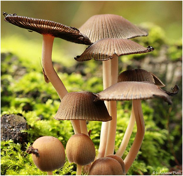 Paddestoelen van b- Arthouse Fotografie