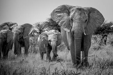 Approaching elephants by De wereld door de ogen van Hictures