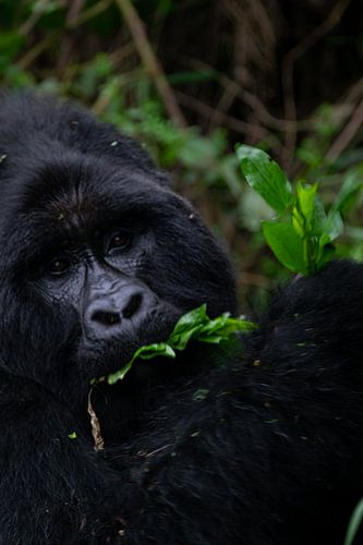 De stille kracht van Mgahinga – Een ontmoeting met berggorilla’s