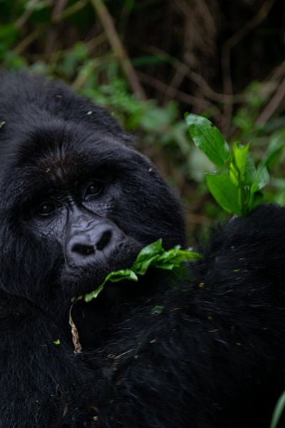 Le pouvoir silencieux de Mgahinga - Une rencontre avec les gorilles de montagne par Rick Massar