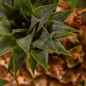 Quadratische Ananas (diagonal)