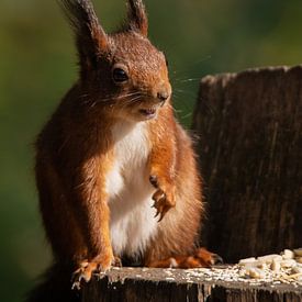 Eichhörnchen von mh-photografie