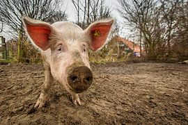 ecological pig #1 by Michiel Leegerstee