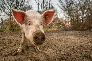 ecological pig #1 sur Michiel Leegerstee