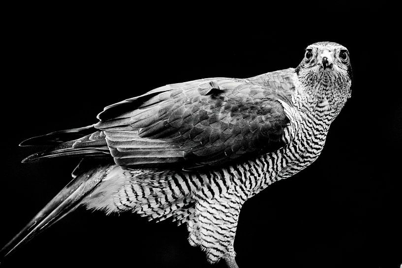 Hawk par Sam Mannaerts