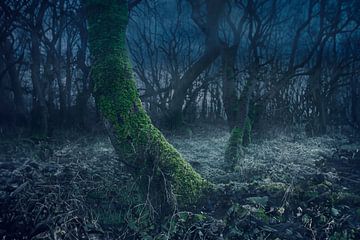 Night forest van Elianne van Turennout