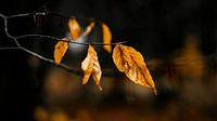 Herbstblätter