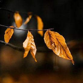 Autumn leaves by Johan Rosema Fotografie