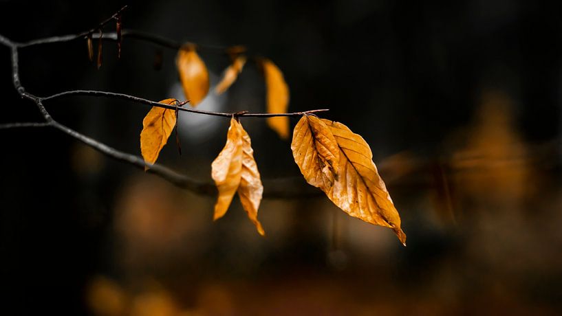 Feuilles d'automne par Johan Rosema Fotografie