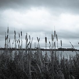 Landschaft durch das Schilf von Gert-Jan Kamans