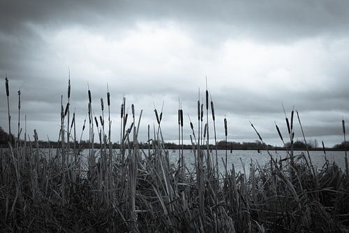 Landschap door het riet