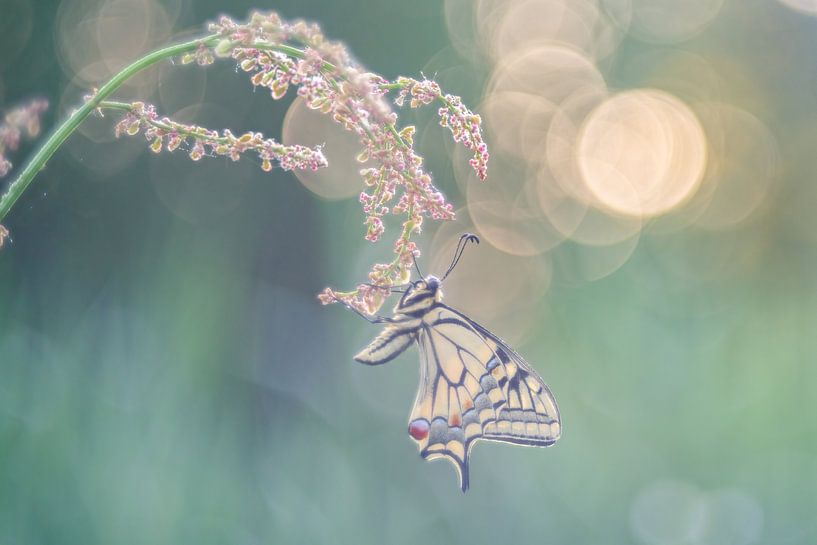 Just hanging around 2. by Larissa Rand
