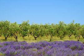 Lavender blossoming in the Provence next to an olive orchard by Sjoerd van der Wal Photography