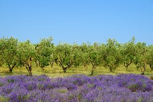 Blühender Lavendel in der Provence neben einer Olivenplantage