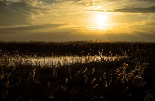 Achter het riet