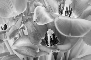 Tulpen in zwart- wit van Marianne Twijnstra