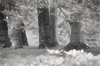 Bench in the forest