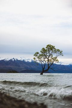 Wanaka Tree: Symbool van Wanaka's Natuurschoon van Ken Tempelers