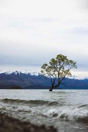 Wanaka Tree: Symbool van Wanaka's Natuurschoon