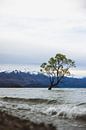 Wanaka Tree: Symbol of Wanaka's Natural Beauty by Ken Tempelers thumbnail