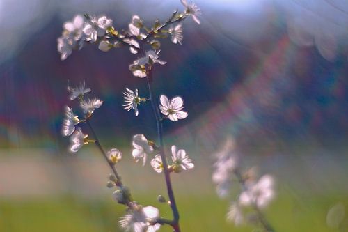 Fleurs de printemps au soleil
