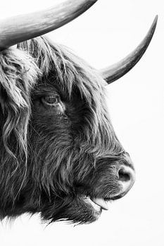 The Highlander’s Gaze