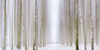 Birch Forest