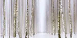 Forêt de bouleaux sur Violetta Honkisz