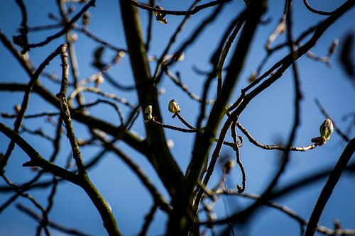 des branches avec des fleurs