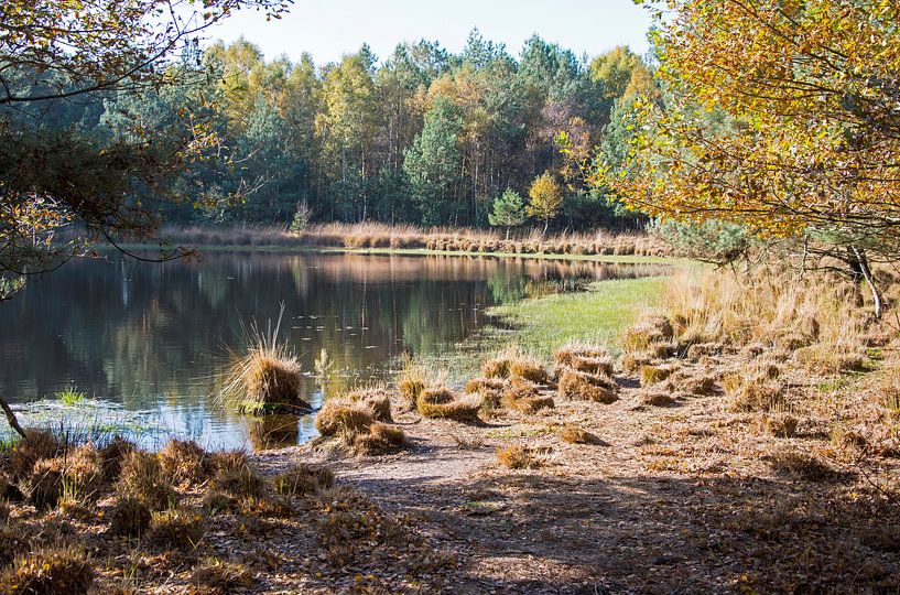nature area gilderhauser venn by ChrisWillemsen