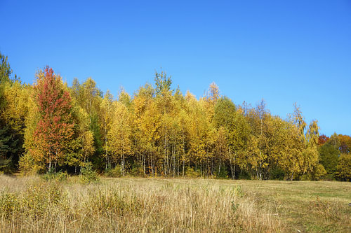 Eine Herbstlandschaft mit einer bunten Laubwaldwand