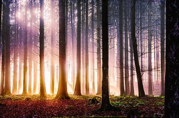 Bos in stralend licht van Nicc Koch
