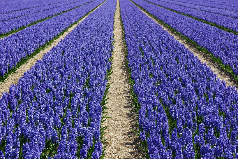 Bollenveld met paarse hyacinten by Michel van Kooten