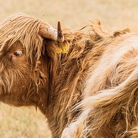 Schotse hooglander van Lies Bakker