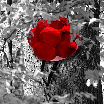 Bollenhut am Baum 1.0 SW