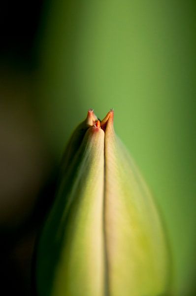 Tulp Close Up par Alex Hiemstra