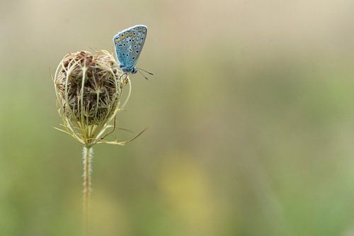 minimalistische foto van vlinder op bloembol