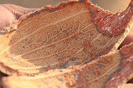 Bark from the baobab fruit by Bärbel Severens