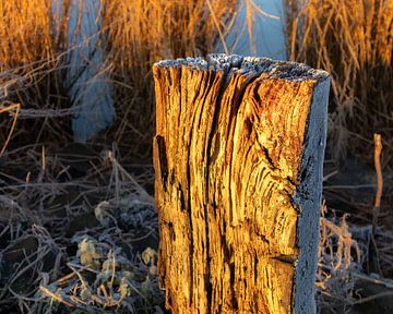 Mûr sur un poteau en bois à la lumière du matin sur Bram Lubbers