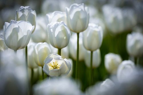 Witte tulpen in een bollenveld