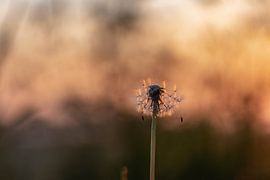 pissenlit mystique sur Tania Perneel