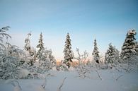 Winterwunderland in Schweden von Barbara Koppe Miniaturansicht