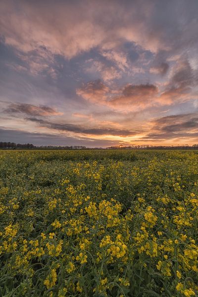 Sunrise at rapeseed field by Moetwil en van Dijk - Fotografie