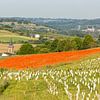Coquelicots à Eys Sud Limbourg sur John Kreukniet