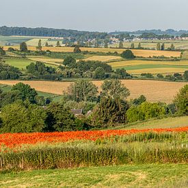 Poppies in Eys South Limburg by John Kreukniet